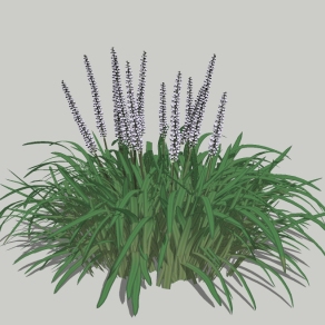 现代草丛草图大师模型，沿阶草sketchup模型