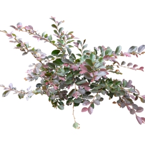 现代植物红花檵木su模型下载，红花檵木草图大师模型分享